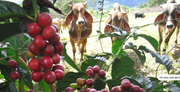 FACTS ABOUT THE COFFEE PLANT (Part 1)